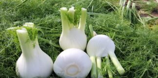 Variet&agrave; di Finocchio Michelangelo HM.CLAUSE: pomi bianchi, tondi e di qualit&agrave; pronti per il reparto ortofrutta, ideali per stimolare consumi ed export