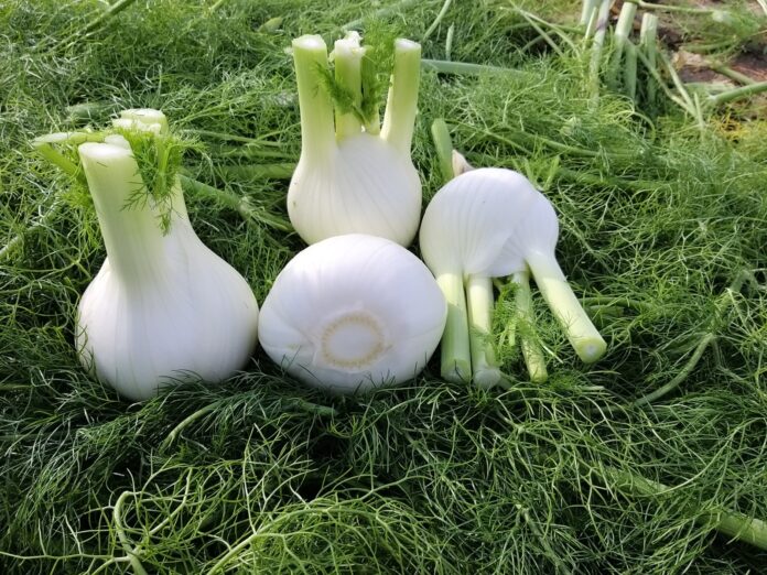 HM.CLAUSE Italian 2026 finocchio Michelangelo Varietà di Finocchio Michelangelo HM.CLAUSE: pomi bianchi, tondi e di qualità pronti per il reparto ortofrutta, ideali per stimolare consumi ed export