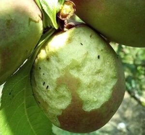 Danni da patogeni su nettarina