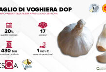 I dati della filiera Aglio di Voghiera Dop, un'eccellenza dell'Emilia-Romagna