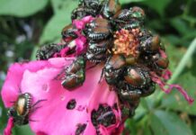 La Popillia japonica, il coletottero giapponese, attacca numerose specie vegetali