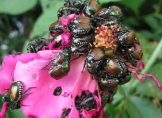 La Popillia japonica, il coletottero giapponese, attacca numerose specie vegetali