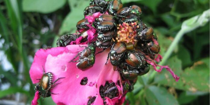 La Popillia japonica, il coletottero giapponese, attacca numerose specie vegetali