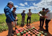 Mini angurie senza semi, Hazera accelera sul segmento snack Le varietà di angurie senza semi Hazera sono coltivate in diversi areali produttivi delle Americhe