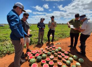 Le varietà di angurie senza semi Hazera sono coltivate in diversi areali produttivi delle Americhe