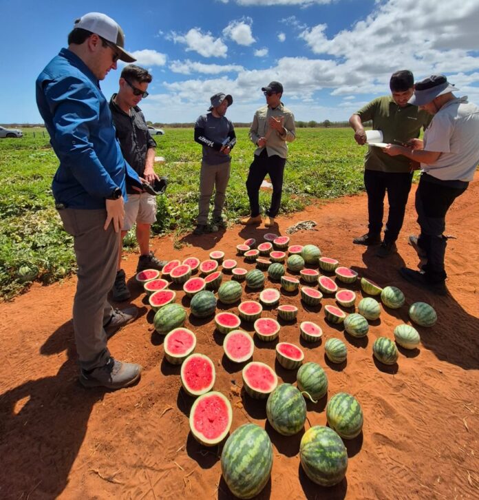 hazera_angurie Le varietà di angurie senza semi Hazera sono coltivate in diversi areali produttivi delle Americhe