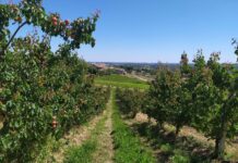 Piantagione di albicocche Almaverde Bio