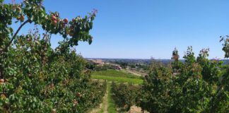 Piantagione di albicocche Almaverde Bio