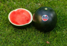 Dolce Passione, al via la campagna 2026 del cocomero a buccia nera Il cocomero Dolce Passione