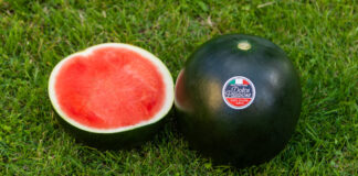 Il cocomero Dolce Passione