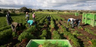 Raccolta della carota Op Colle d'Oro