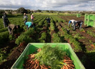 Raccolta della carota Op Colle d'Oro