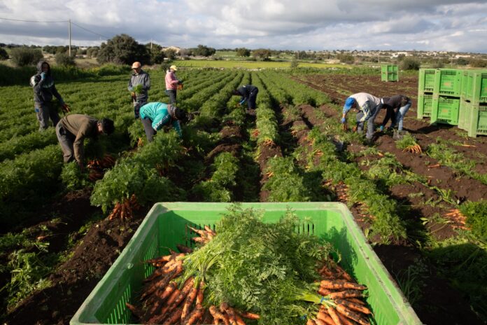 Raccolta della carota Op Colle d'Oro