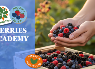 Spreafico lancia la Berries Academy per formare i buyer della distribuzione Dopo l’Avocado Academy, Spreafico dà vita alla Berries Academy
