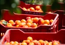 Agricor apre la stagione delle albicocche con quantitativi ridotti Albicocche op Agricor