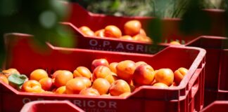 Albicocche op Agricor