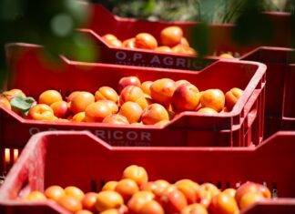 Albicocche op Agricor