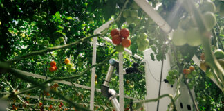 Harvester, il robot per la raccolta di pomodori sviluppato da eternal.ag
