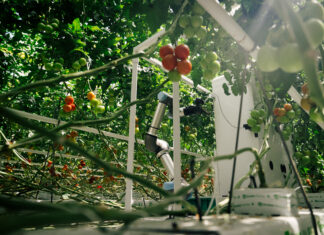 Pomodoro e automazione, alleanza tra eternal.ag e Rijk Zwaan per le serre del futuro Harvester, il robot per la raccolta di pomodori sviluppato da eternal.ag