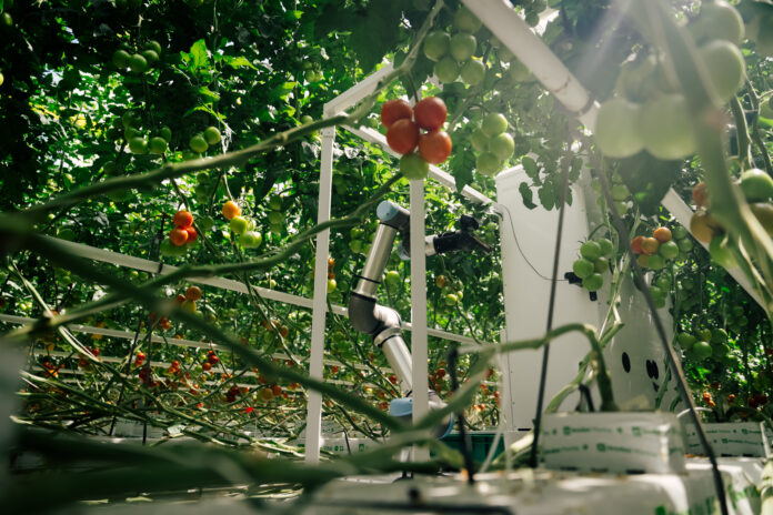 robot-eternal Harvester, il robot per la raccolta di pomodori sviluppato da eternal.ag