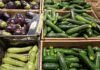 Scende il prezzo delle zucchine