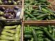 Scende il prezzo delle zucchine