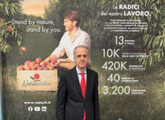 Export estivo, Naturitalia rafforza la presenza in Europa con drupacee, uva seedless e kiwi Augusto Renella, marketing manager di Naturitalia