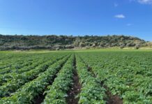 Patate, campagna positiva nonostante le criticità del mercato europeo Coltivazioni di patate a marchio Selenella