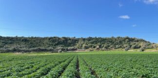 Coltivazioni di patate a marchio Selenella
