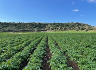 Patate, campagna positiva nonostante le criticità del mercato europeo Coltivazioni di patate a marchio Selenella