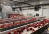 Grazie all'innovazione tecnologica Agrofresh aiuta a limitare gli scarti