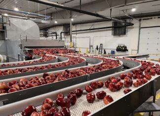Agrofresh punta sul post-raccolta per allungare la shelf-life di mele e pere Grazie all'innovazione tecnologica Agrofresh aiuta a limitare gli scarti