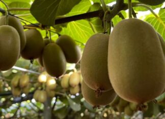 Il kiwi registra ottime performance anche in volumi, soprattutto il frutto a polpa gialla