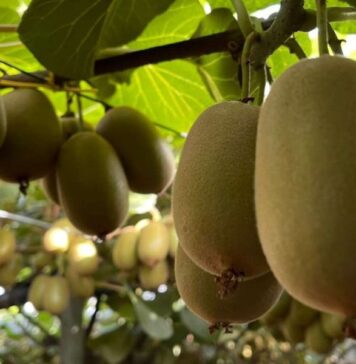 Il kiwi registra ottime performance anche in volumi, soprattutto il frutto a polpa gialla