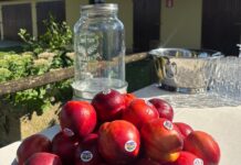 Pesca e Nettarina di Romagna Igp, la stagione 2026 parte con volumi in recupero Nettarine di Romagna Igp, un prodotto in forte ascesa