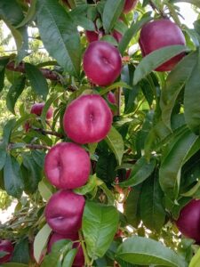 Nettarine piatte Ondine Naturitalia