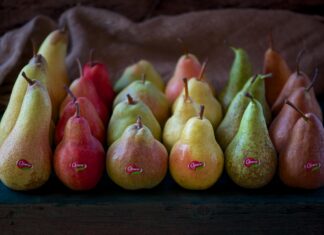 Opera La Pera rilancia sulla valorizzazione del prodotto Pere a amrchio Opera