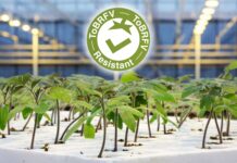 Syngenta amplia l’offerta per il pomodoro con tre nuovi portinnesti resistenti La nuova linea di portinnesti per pomodoro di Syngenta Vegetable Seeds