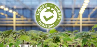 La nuova linea di portinnesti per pomodoro di Syngenta Vegetable Seeds