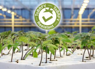 Syngenta amplia l’offerta per il pomodoro con tre nuovi portinnesti resistenti La nuova linea di portinnesti per pomodoro di Syngenta Vegetable Seeds