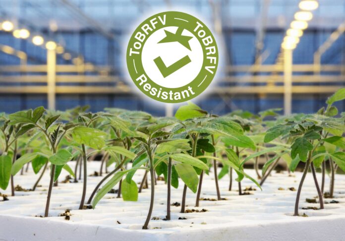 Portinnesti+LogoToBRFV La nuova linea di portinnesti per pomodoro di Syngenta Vegetable Seeds