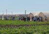 Syngenta riunisce la filiera del-melone e-dell'anguria a La Puebla, Murcia, Spagna
