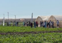Syngenta riunisce la filiera del-melone e-dell'anguria a La Puebla, Murcia, Spagna