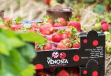 Vip Val Venosta fragole, raccolta
