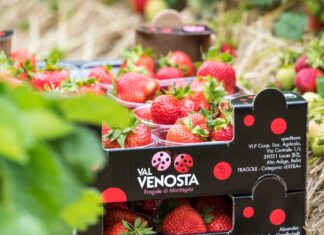 Fragole della Val Venosta, nuove modalità di coltivazione per la stagione Vip Val Venosta fragole, raccolta