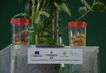Il Consorzio produttori patate associati sperimenta nuove tecniche come l'aeroponica
