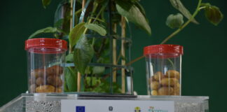 Il Consorzio produttori patate associati sperimenta nuove tecniche come l'aeroponica