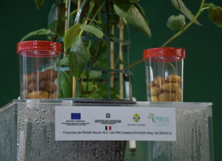 Patata della Sila, l’aeroponica moltiplica la produzione #vocidellortofrutta Il Consorzio produttori patate associati sperimenta nuove tecniche come l'aeroponica
