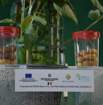 Il Consorzio produttori patate associati sperimenta nuove tecniche come l'aeroponica