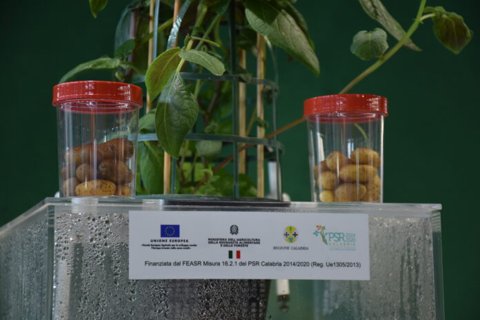 Il Consorzio produttori patate associati sperimenta nuove tecniche come l'aeroponica